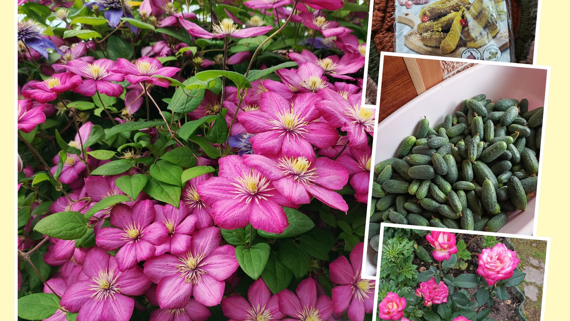 04-08-2025.Не большой обзор моих цветочков 🌸. Какие планы. Заготовки продолжаются.