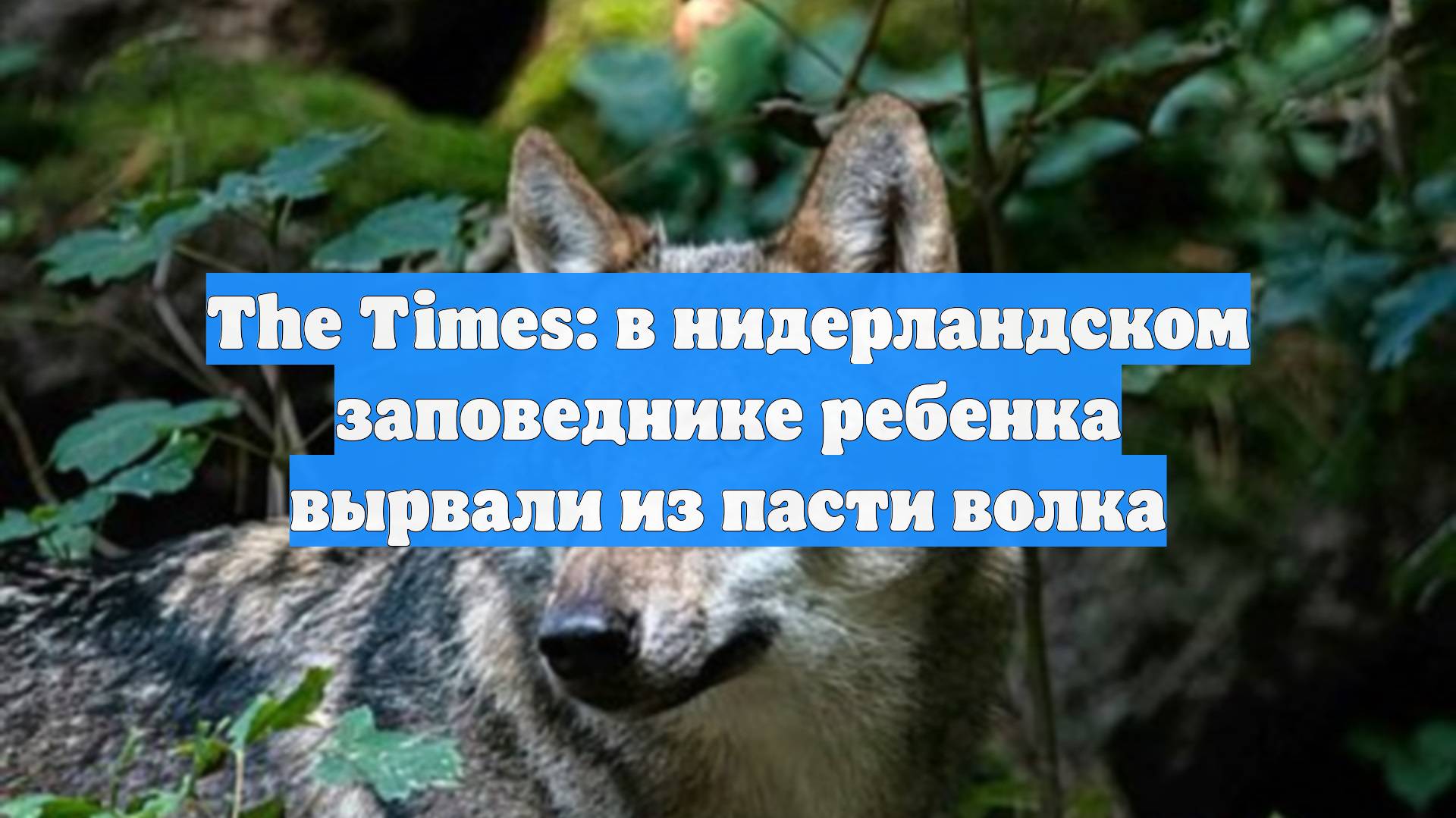 The Times: в нидерландском заповеднике ребенка вырвали из пасти волка