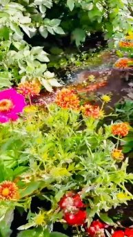 Жизнь пчелок