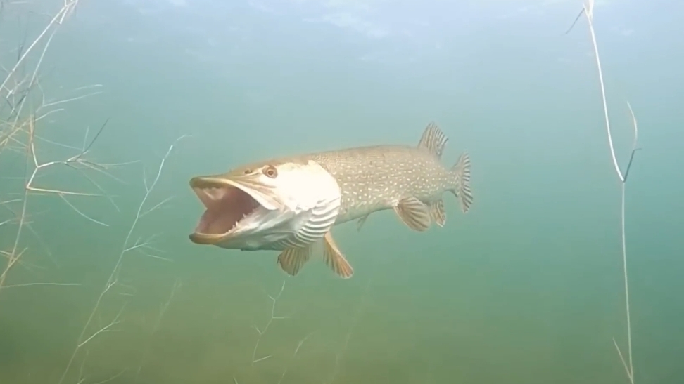 ОГРОМНЫЕ ЩУКИ НАВОДЯТ УЖАС ПОД ВОДОЙ! Подводная съемка 🐠🐋🐟