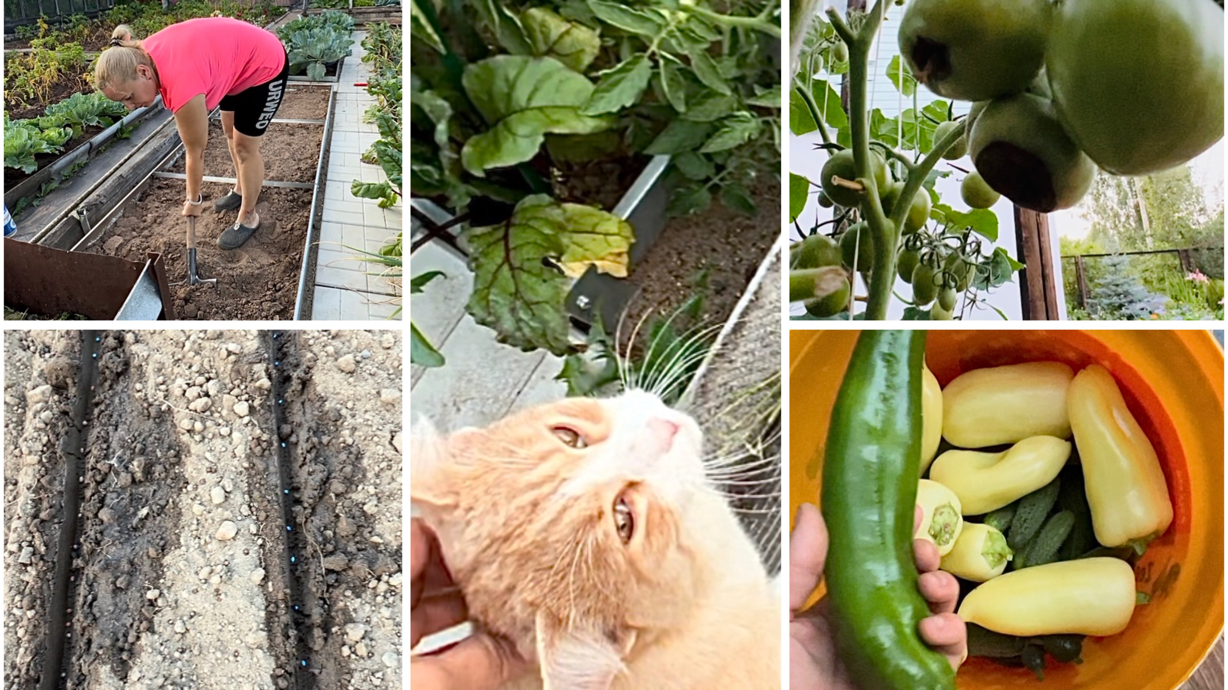 30 июля. Посадила дайкон, репу, пекинскую капусту. Нежданный гость. Вершинная гниль.