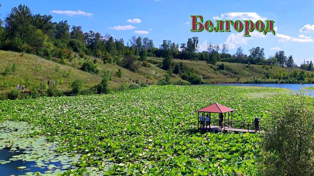 Белгород. Пруд с лотосами в поселке Быковка, потрясающая красота. 25 км. от города. 2025 год.