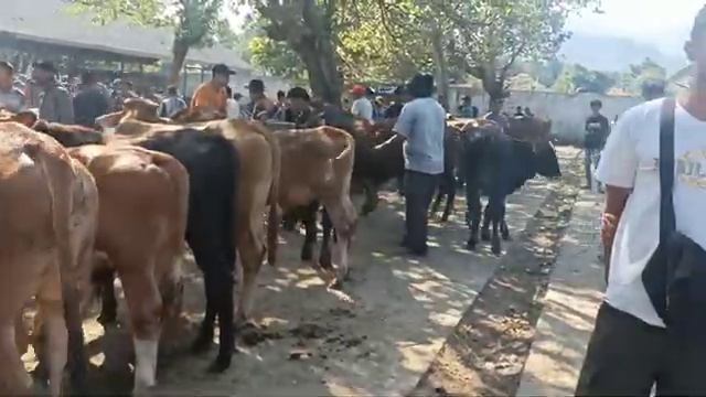 Говедоводство в Индонезии   🐮