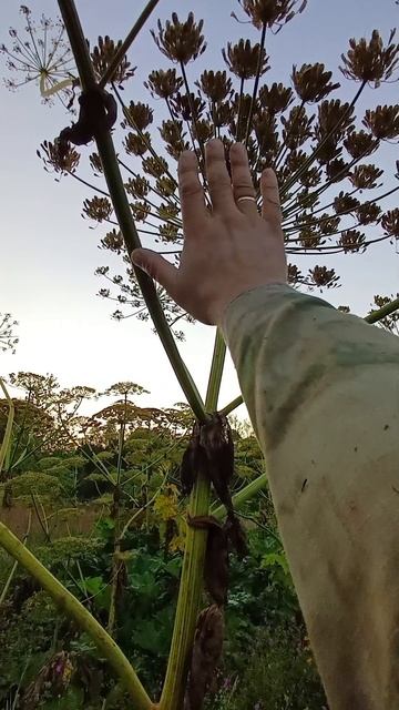 Борщевик уже рядом 🤔