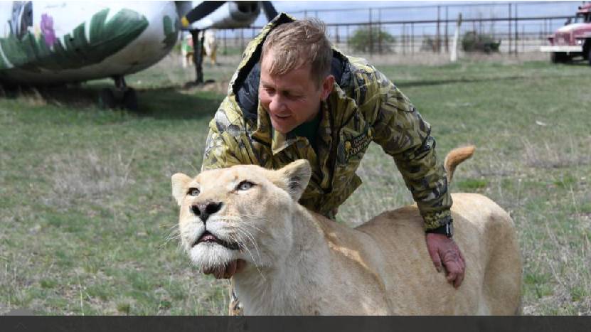 Директор парка «Тайган» рассказал о дальнейшей судьбе напавшего на него льва