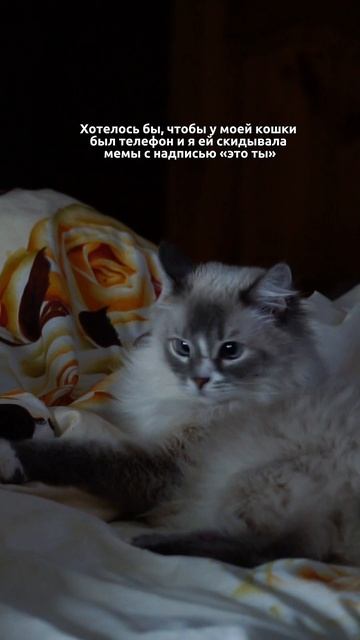 мечта! #животные #юмор #животныеyappy #кошки
