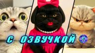 🔥 Приколы с котами! - С ОЗВУЧКОЙ! СМЕШНЫЕ КОТЫ! Самые смешные животные! Попробуй не засмеяться!