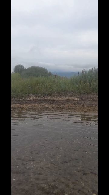На сапе за гребешком