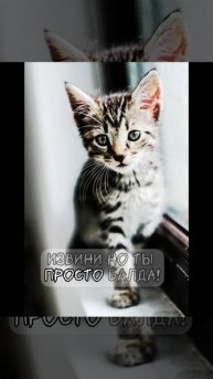 Я принёс тебе дохлую мышь (Дмитрий Купревич)/поэзия со смыслом