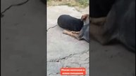Милая компания в осени ожидании. Ждут прохладу.