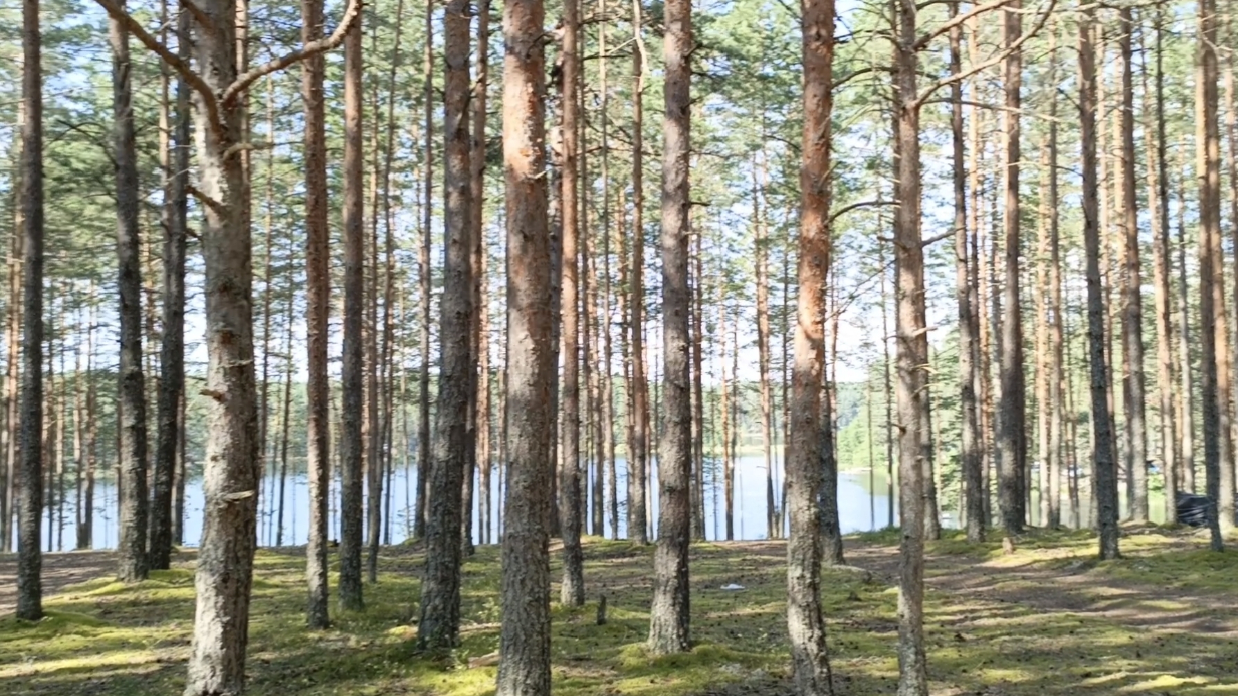 Прогулка на 3 озера + озеро в поселке. Псковские озёра: Ужинское, Зеркальное, Гористое, Ковтанное.