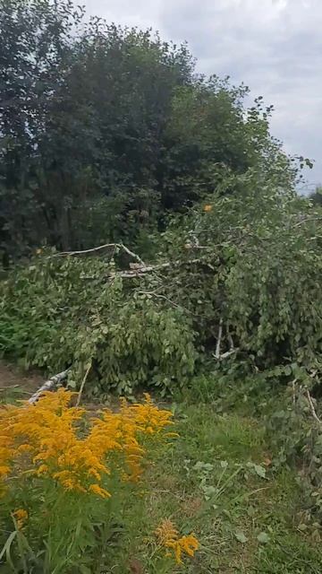 Аварийная берёза