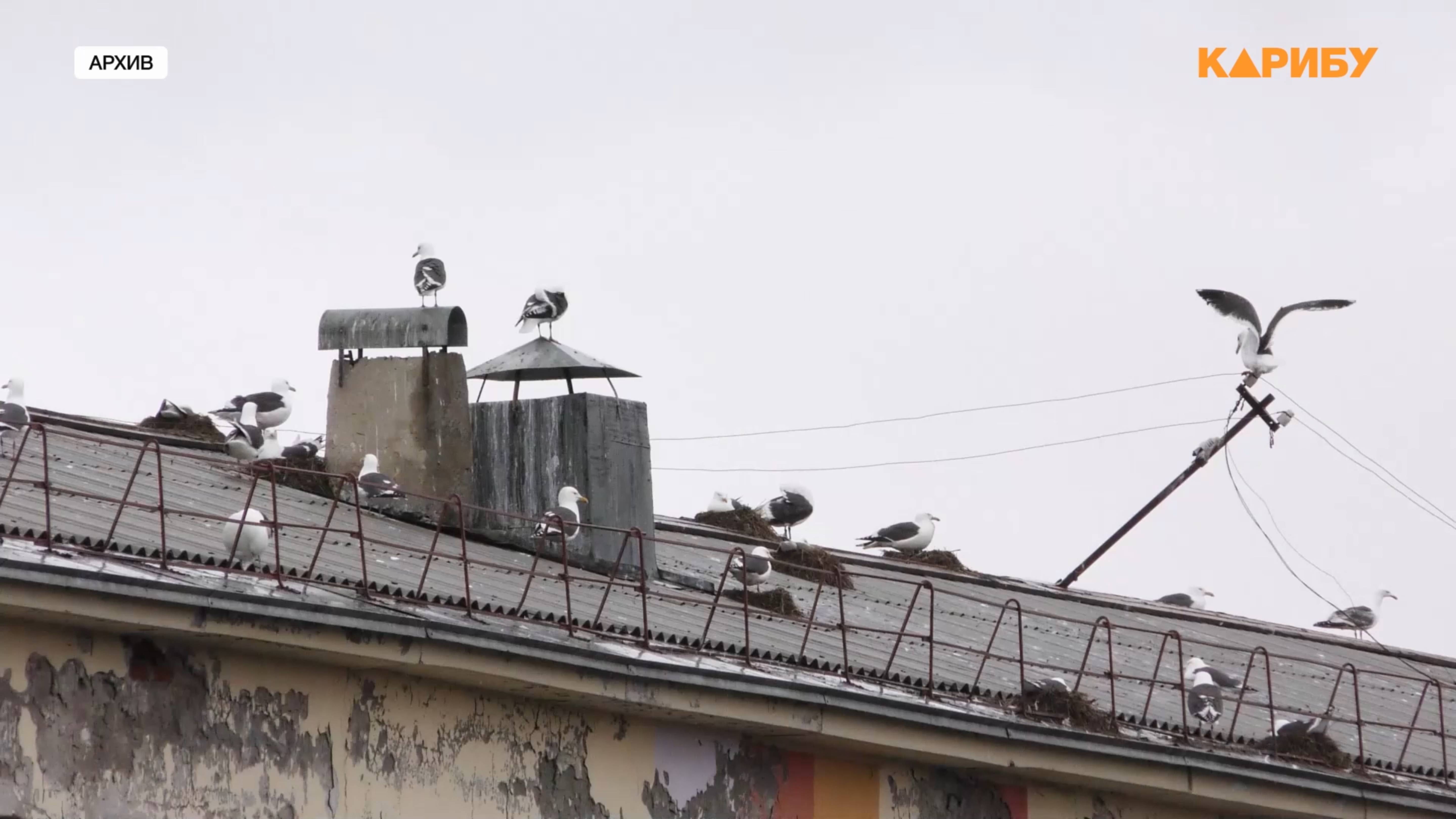 Эффективность борьбы с чайками в Магадане оценил губернатор Сергей Носов