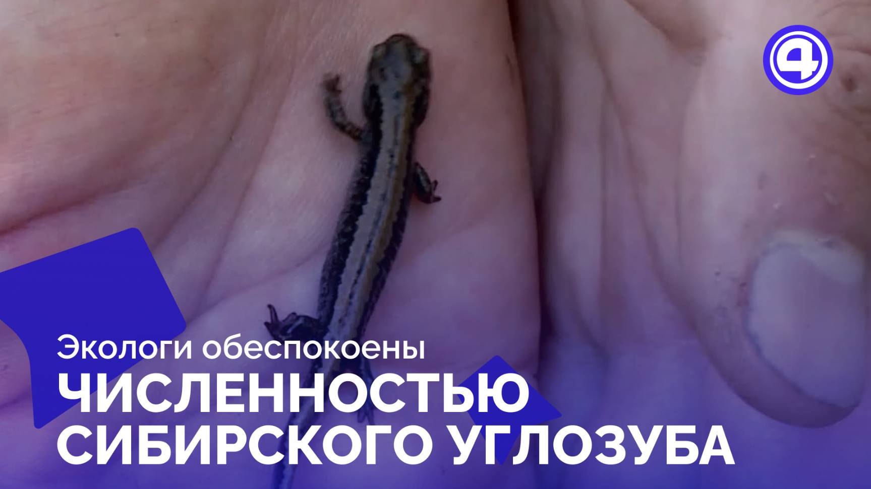 Сибирский углозуб под угрозой? Экологи бьют тревогу в Екатеринбурге