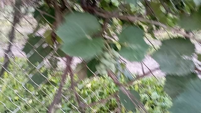 4 августа 2025 года. Вечер. Гуляем с Туманом. Цветы радуют. А трава ещё быстрее растёт.