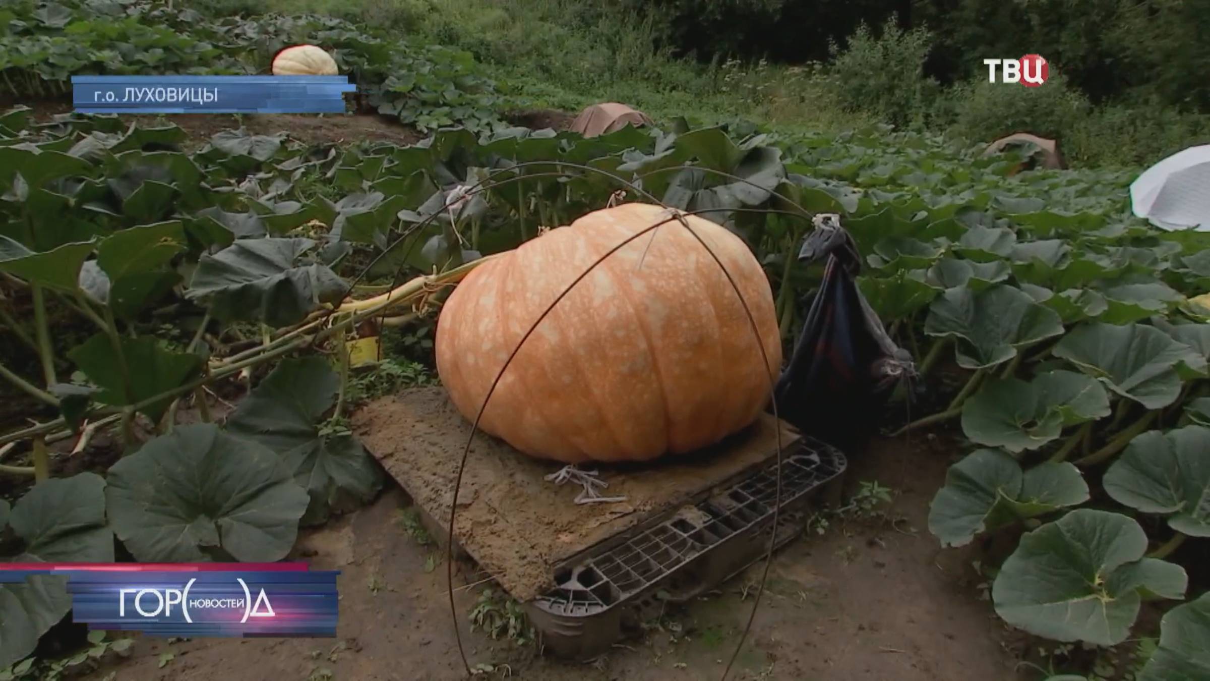 Овощи-гиганты взращивают участники предстоящей выставки в Аптекарском огороде