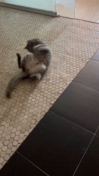 Милый котик 🐱