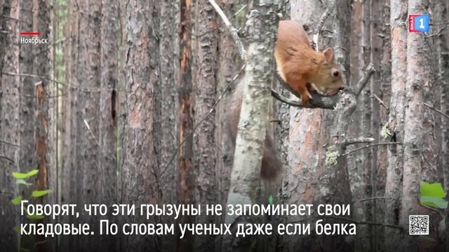 Эта история о том, как белка пыталась найти укромное место для лакомства