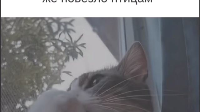 Когда хочешь улететь в закат, как чайка, а не писать ЕГЭ по обществу! 😥 #егэ2026 #обществознание