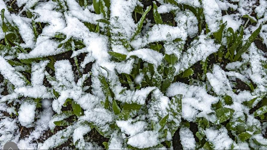 Reuters узнало об обрушившемся на восток Австралии рекордном снегопаде