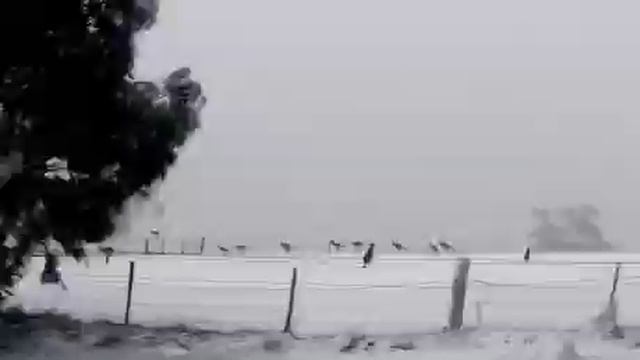 Рекордный снегопад обрушился на Австралию