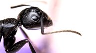 кто такой муравей древоточец. Camponotus vagus