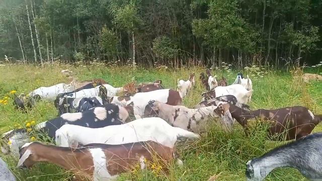 Кушаем у дома)Готовимся к массовым покрытиям)