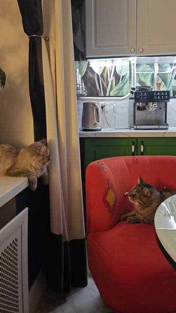 Китти и Саня для Авито 5