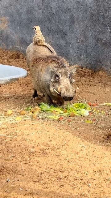 Тимон и Пумба существуют: в зоопарке ОАЭ засняли суриката и бородавочника, живущих как лучшие друзья