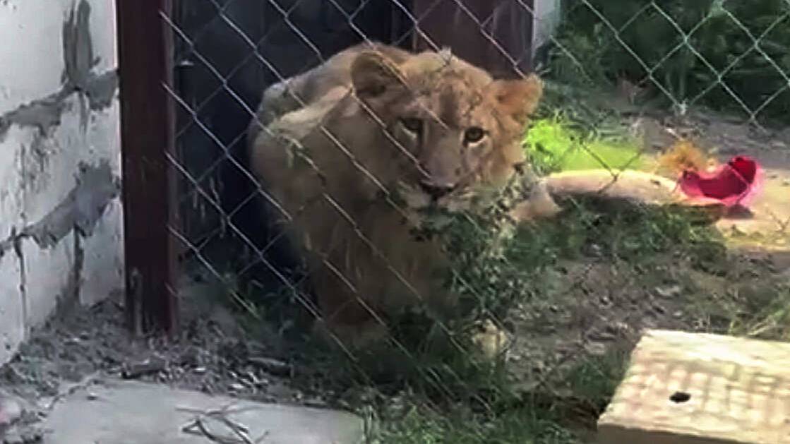 Тигренка и льва изъяли из частного дома в Дагестане