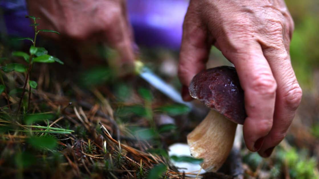 Пил воду из луж: в Якутии спустя пять дней спасли из леса грибника