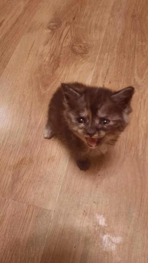 Котеночек Дымочек в поисках дома ❤️