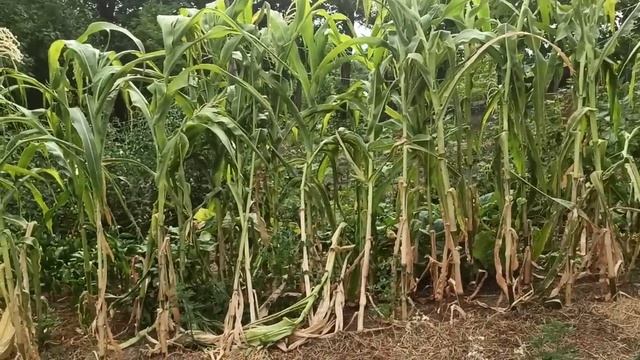 31 июля, 1,2 августа 2025г.Продолжаю разбирать хату.