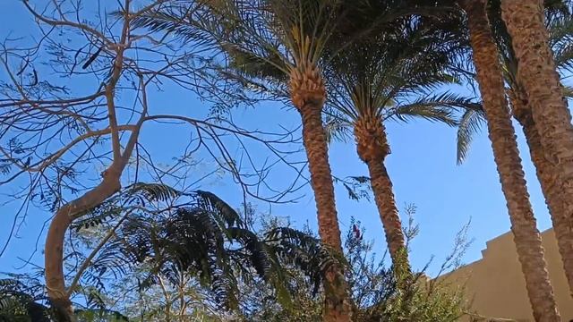 ЕГИПЕТ,МАРТ 2025