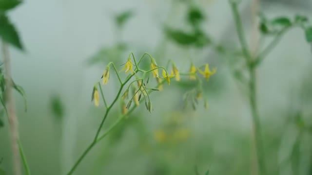 ГОТОВИМСЯ С ЛЕТА К СУРОВОЙ ЗИМЕ | ЖЕНА ДЕЛАЕТ ПРИПАСЫ ЕДЫ | ЗАБИВАЮ ДРОВЯНИК | ПЧЁЛЫ НАТАСКАЛИ МЁД