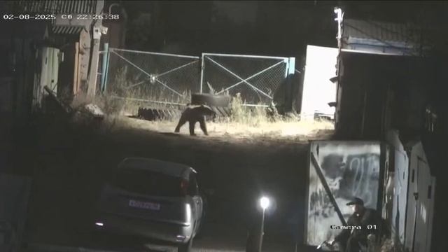 Медведь вышел к поселку и бродил вдоль гаражей и домов в ХМАО