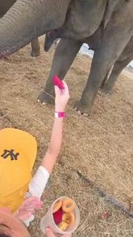 Да это не слон, а пылесос!!!