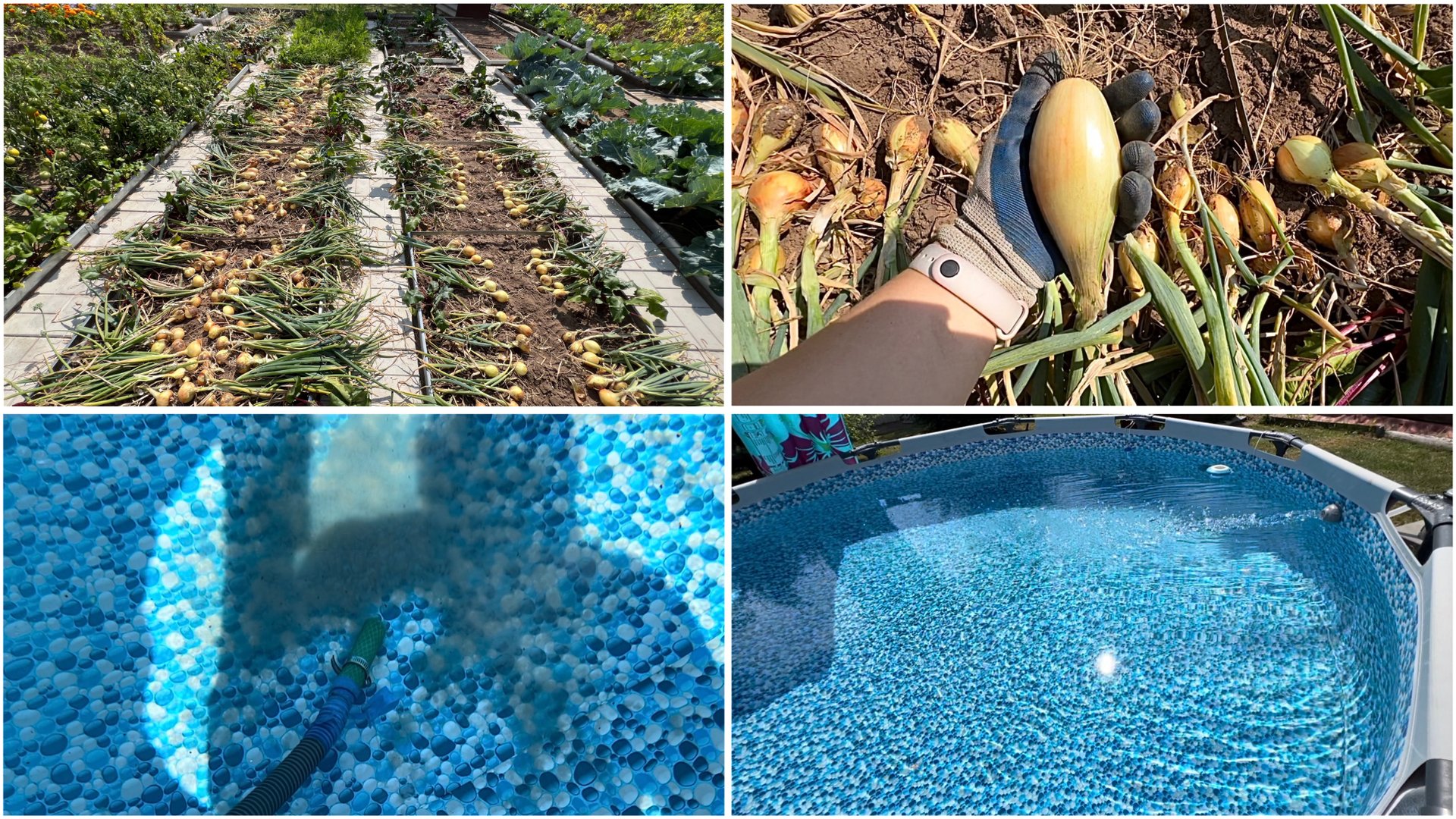2 августа. Уборка лука. Такого не было НИКОГДА. Кристально-чистая вода в бассейне весь сезон.