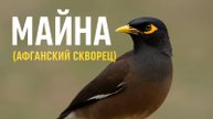 Майна, афганский скворец