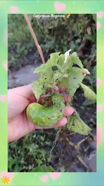 #обзор #мой #огород #огуречки #эмоции #лето2025 #событиедня #3августа2025год