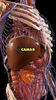 Плохая и хорошая еда для наших органов