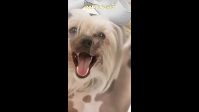 Брошь Китайская Хохлатая