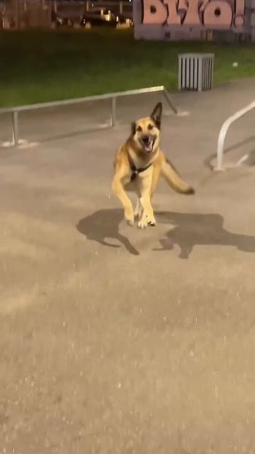 Эта собачка культурнее людей