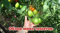 Мои томаты. Обзор3