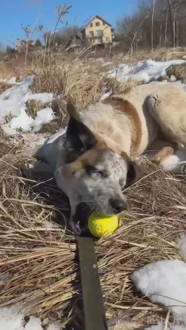 Бетси и мячик