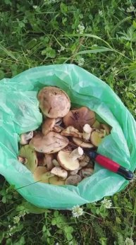 Грибочки пошли, маслята.