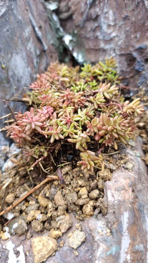 Скалы на садовом участке в Подмосковье 1