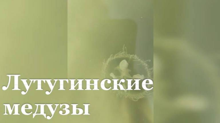 В Лутугинском водохранилище появились медузы