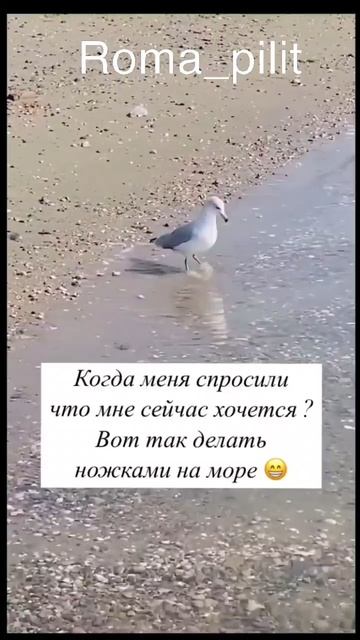 #юмор #море #желание #отдых #наморе