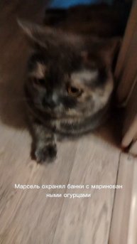 Сёма и Марсель 26 серия